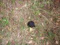 Bear poop on the trail